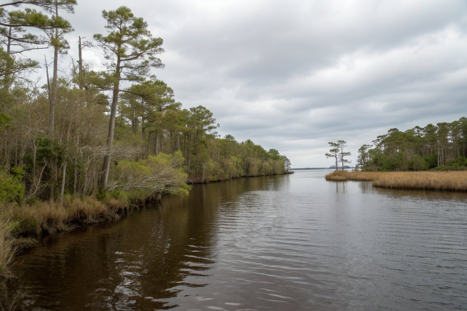 Dark river with cypress trees and pines along its banks